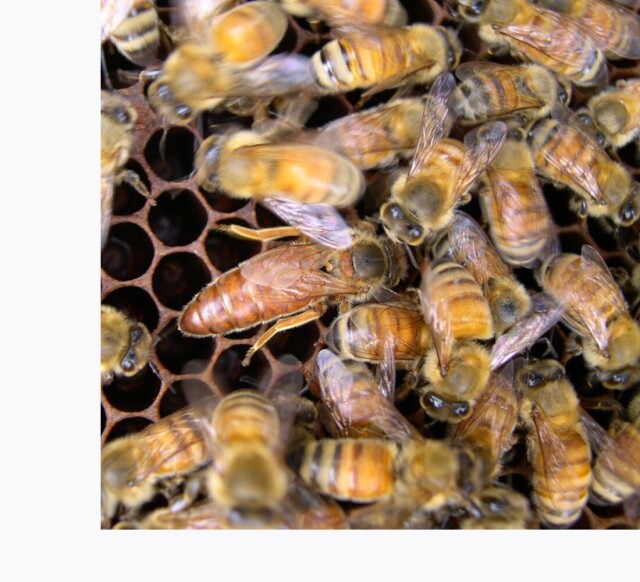 농업회사법인 설악산허니팜(주),설악산허니팜 피나무꿀 2.4kg