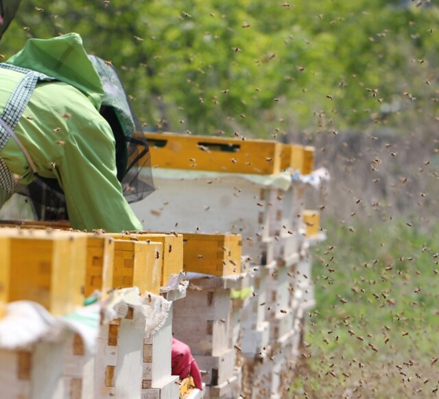 농업회사법인 설악산허니팜(주),설악산허니팜  튜브꿀 선물세트(500gx3) 아카시아꿀 야생화꿀 밤꿀