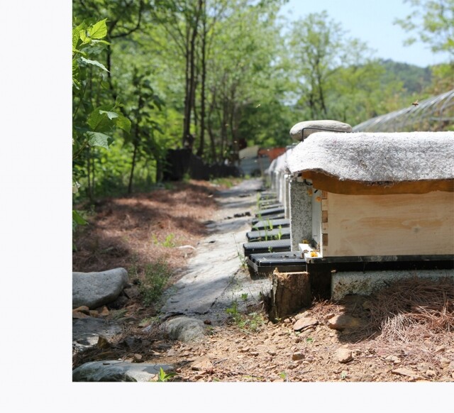 농업회사법인 설악산허니팜(주),설악산허니팜  튜브꿀 선물세트(500gx3) 아카시아꿀 야생화꿀 밤꿀