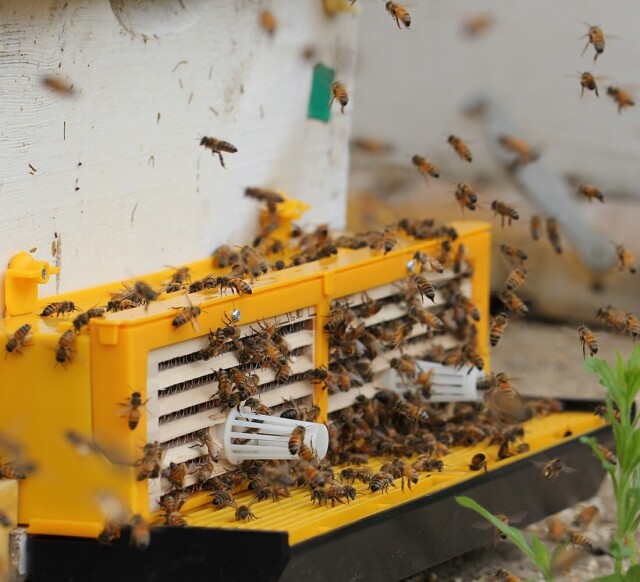 농업회사법인 설악산허니팜(주),설악산허니팜  벌꿀세트5호 [밤꿀 2.4kg + 야생화꿀 2.4kg]