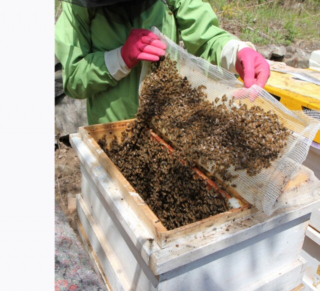 농업회사법인 설악산허니팜(주),설악산허니팜 아카시아 튜브꿀 500g x 3개