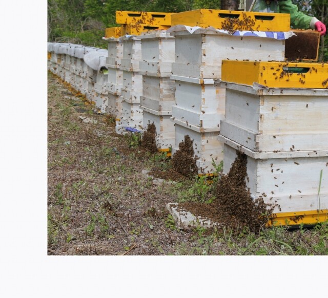 농업회사법인 설악산허니팜(주),설악산허니팜 밤꿀 2.4kg